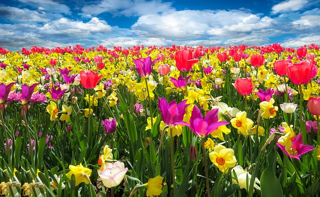Esperienza Incantevole alla Keukenhof: Esplorando il Paradiso dei Tulipani nei Paesi Bassi