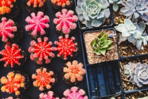 Tecniche di giardinaggio per principianti
