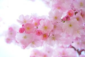 Fiori: Il Linguaggio delle Emozioni