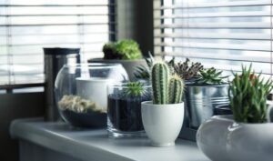 Come curare le piante grasse da appartamento: Consigli per mantenerle sane e belle