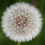 Allergie e clima: come il cambiamento climatico sta aggravando la rinite allergica