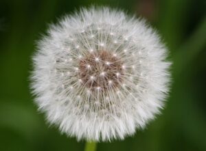 Allergie e clima: come il cambiamento climatico sta aggravando la rinite allergica